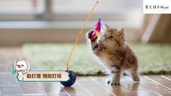 娱乐吃瓜猫咪视频大全最新