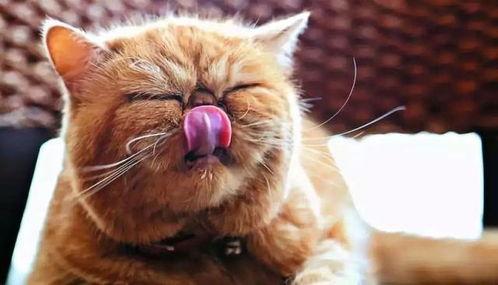 娱乐吃瓜猫咪视频大全最新